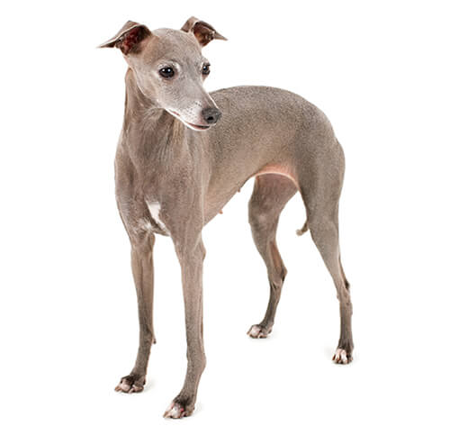 Italian Greyhound Dog Breed Information | Purina